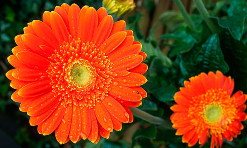 Gerbera