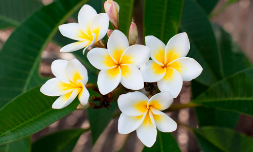 Plumeria rubra